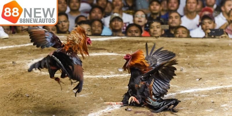 Đá gà 88NEW cựa dao siêu tốc