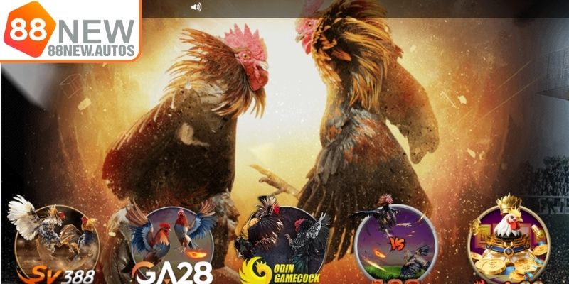 Tổng quát về sảnh đá gà 88NEW